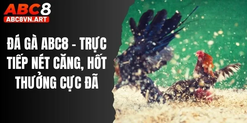 Đá Gà ABC8 - Trực Tiếp Nét Căng, Hốt Thưởng Cực Đã Đá Gà ABC8 - Trực Tiếp Nét Căng, Hốt Thưởng Cực Đã