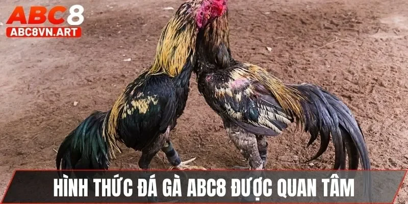 Hình thức đá gà ABC8 được nhiều người quan tâm