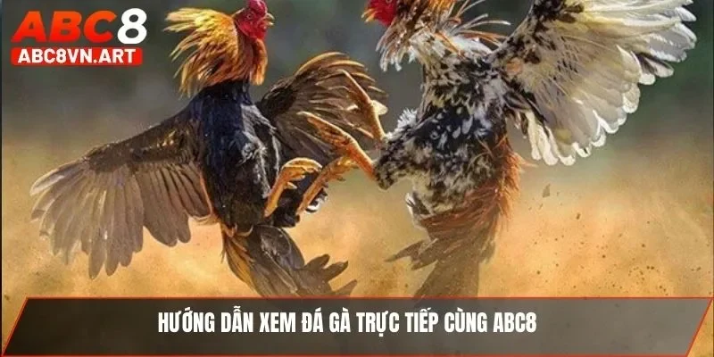 Hướng dẫn xem đá gà trực tiếp cùng ABC8