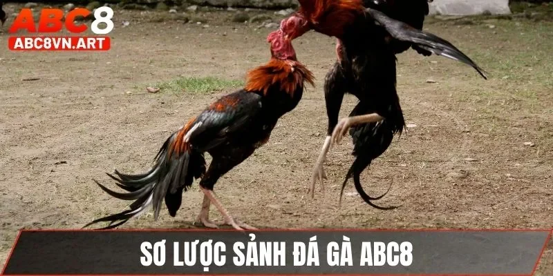 Sơ lược sảnh đá gà ABC8 Sơ lược sảnh đá gà ABC8