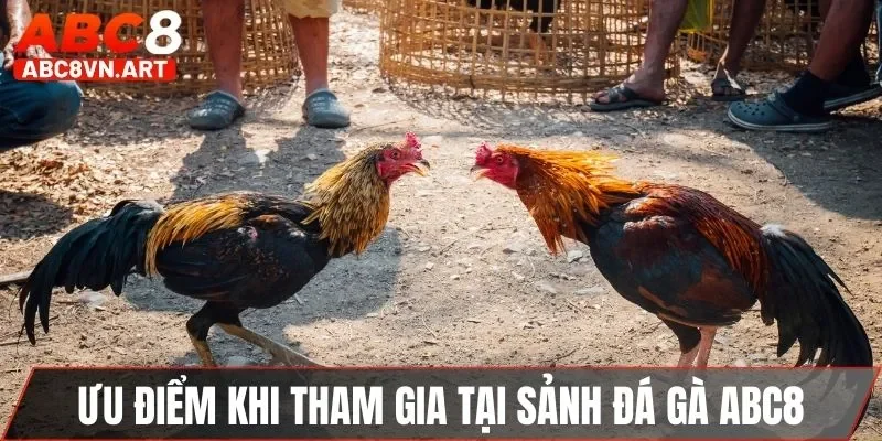 Ưu điểm khi tham gia tại sảnh đá gà ABC8